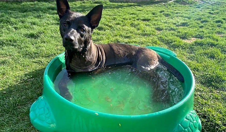 These Seattle-based canines are up for adoption and in need of a good home