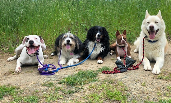 Want to adopt a pet? Here are 5 cuddly canines to adopt now in Stockton