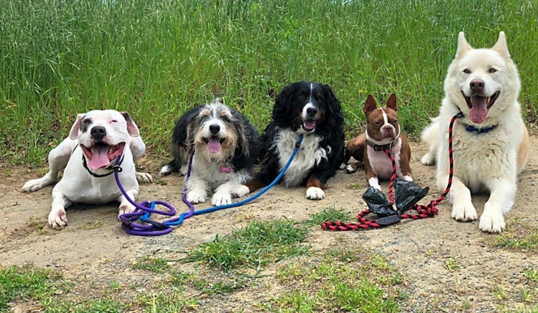 Want to adopt a pet? Here are 5 cuddly canines to adopt now in Stockton