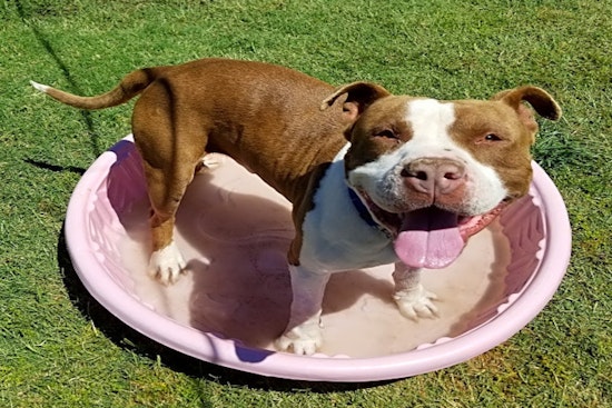 Want to adopt a pet? Here are 7 delightful doggies to adopt now in Phoenix