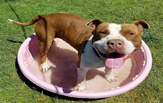 Want to adopt a pet? Here are 7 delightful doggies to adopt now in Phoenix