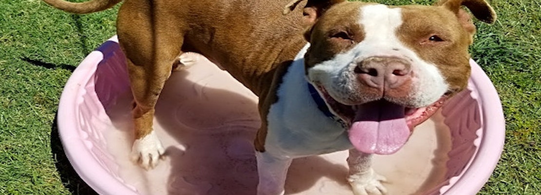 Want to adopt a pet? Here are 7 delightful doggies to adopt now in Phoenix