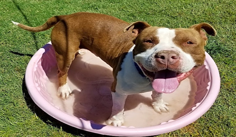 Want to adopt a pet? Here are 7 delightful doggies to adopt now in Phoenix