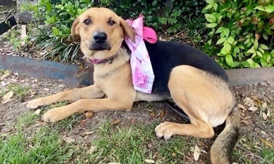 7 cuddly canines ready to adopt now in Dallas