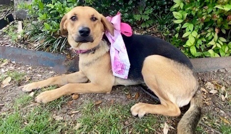 7 cuddly canines ready to adopt now in Dallas