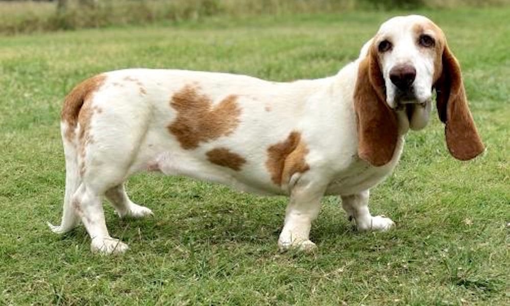 Basset mix hot sale rescue