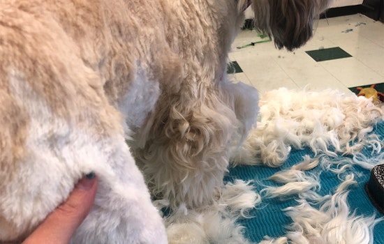 A tail of two cities: SF's dog groomers reopen, while Oakland's say ongoing shutdown endangers dogs