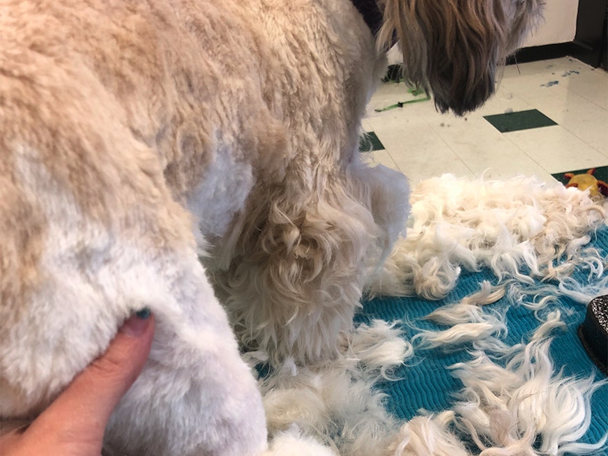 A tail of two cities: SF's dog groomers reopen, while Oakland's say ongoing shutdown endangers dogs