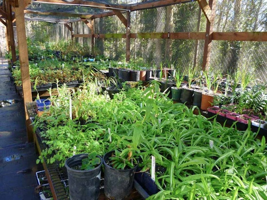 Sutro Stewards: Managing Habitat In San Francisco's Urban Forest