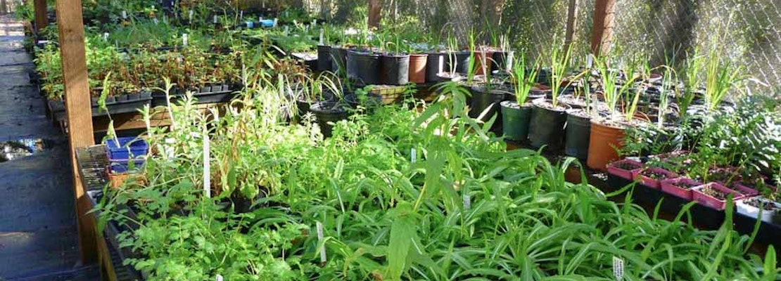 Sutro Stewards: Managing Habitat In San Francisco's Urban Forest