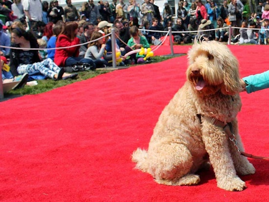 Duboce Park DogFest Returns Next Month