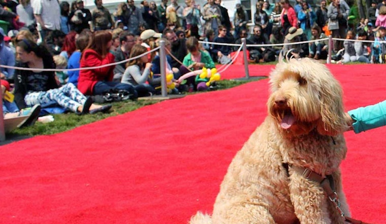 Duboce Park DogFest Returns Next Month