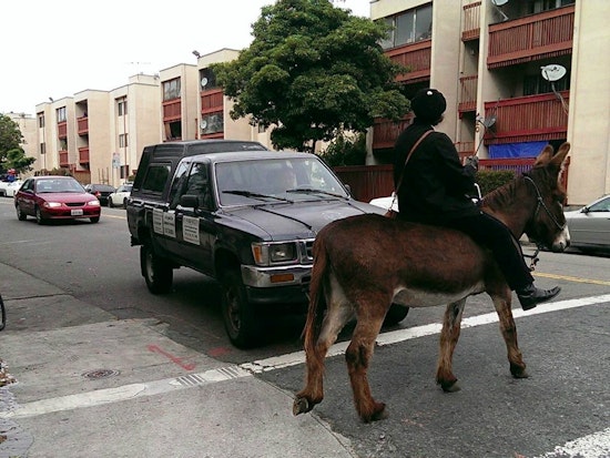 Your Civic Center Donkey Sightings, Demystified