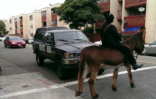 Your Civic Center Donkey Sightings, Demystified