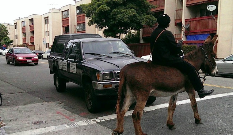 Your Civic Center Donkey Sightings, Demystified