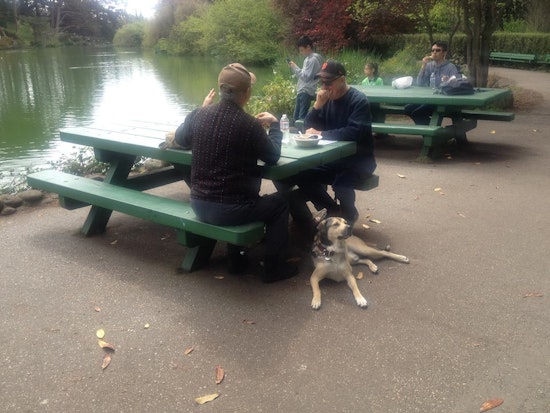 Dog Owners On Edge As Suspicious Meat Found In Park