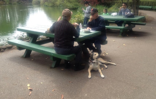 Dog Owners On Edge As Suspicious Meat Found In Park