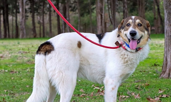 These Nashville-based dogs are up for adoption and in need of a good home