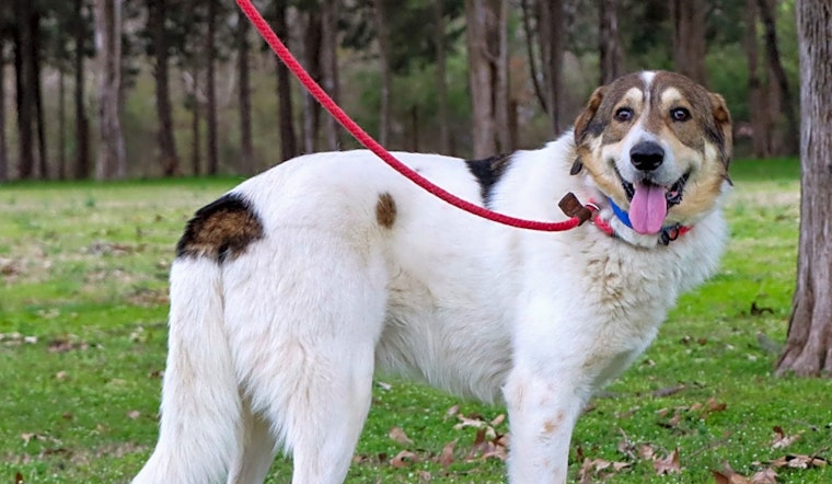 These Nashville-based dogs are up for adoption and in need of a good home