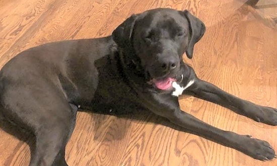 5 cuddly canines to adopt now in Atlanta