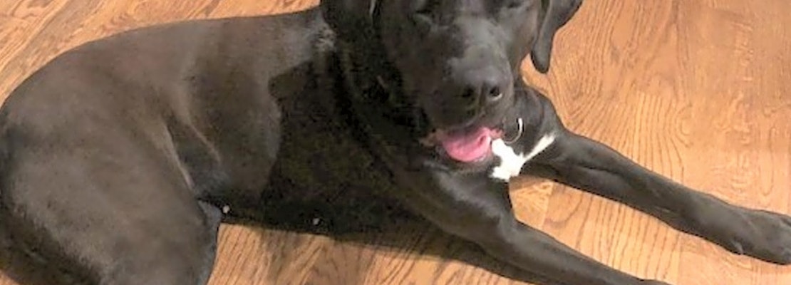 5 cuddly canines to adopt now in Atlanta