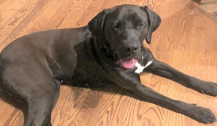 5 cuddly canines to adopt now in Atlanta