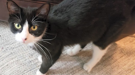 These Philadelphia-based felines are up for adoption and in need of a good home