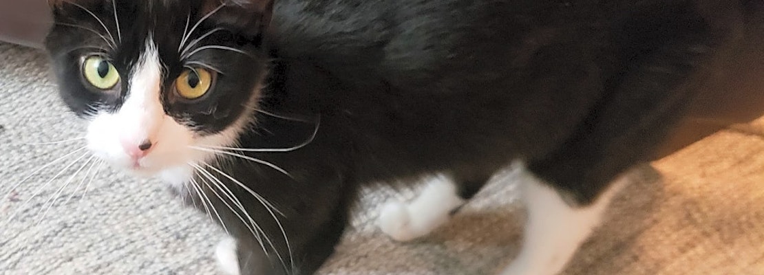 These Philadelphia-based felines are up for adoption and in need of a good home