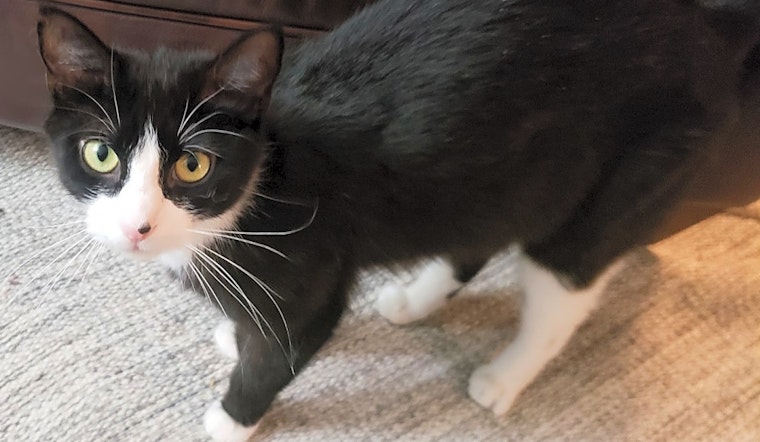 These Philadelphia-based felines are up for adoption and in need of a good home