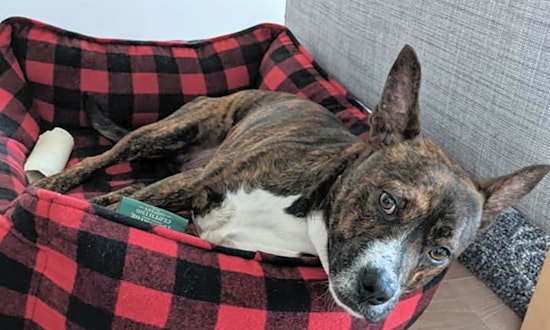 These Boston-based canines are up for adoption and in need of a good home