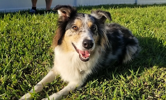 These Orlando-based pups are up for adoption and in need of a good home