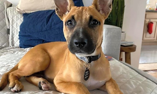 Want to adopt a pet? Here are 4 cuddly canines to adopt now in Chicago