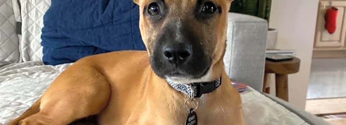 Want to adopt a pet? Here are 4 cuddly canines to adopt now in Chicago