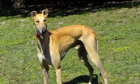 Want to adopt a pet? Here are 6 cuddly canines to adopt now in Tampa