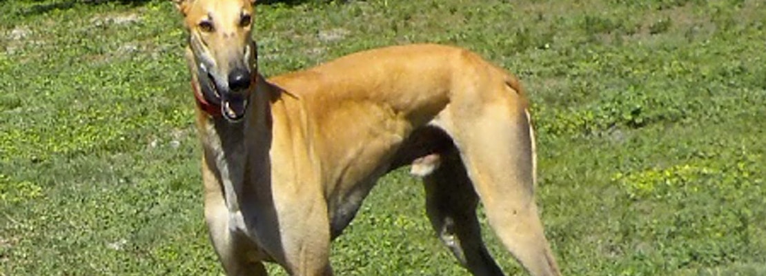 Want to adopt a pet? Here are 6 cuddly canines to adopt now in Tampa