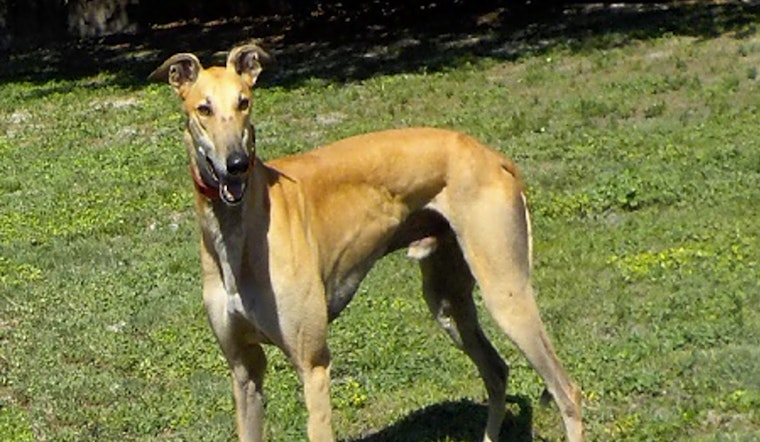 Want to adopt a pet? Here are 6 cuddly canines to adopt now in Tampa