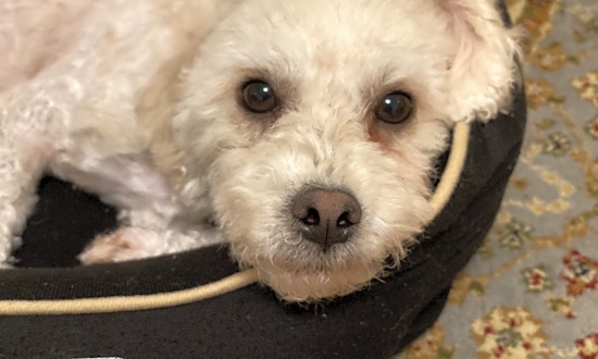 Want to adopt a pet? Here are 7 lovable pups to adopt now in New York City