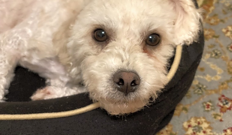 Want to adopt a pet? Here are 7 lovable pups to adopt now in New York City
