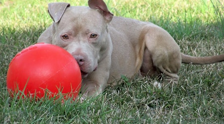 Want to adopt a pet? Here are 4 lovable pups to adopt now in Indianapolis