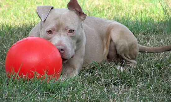 Want to adopt a pet? Here are 4 lovable pups to adopt now in Indianapolis