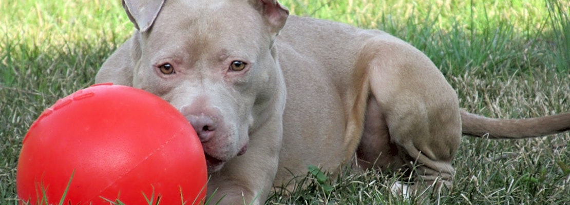 Want to adopt a pet? Here are 4 lovable pups to adopt now in Indianapolis