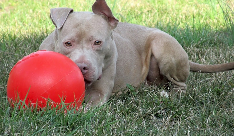 Want to adopt a pet? Here are 4 lovable pups to adopt now in Indianapolis