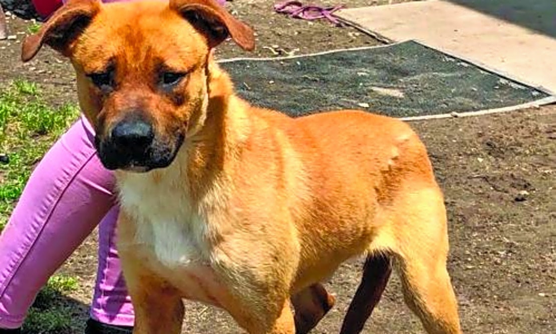 Looking to adopt a pet? Here are 7 delightful doggies to adopt now in Washington