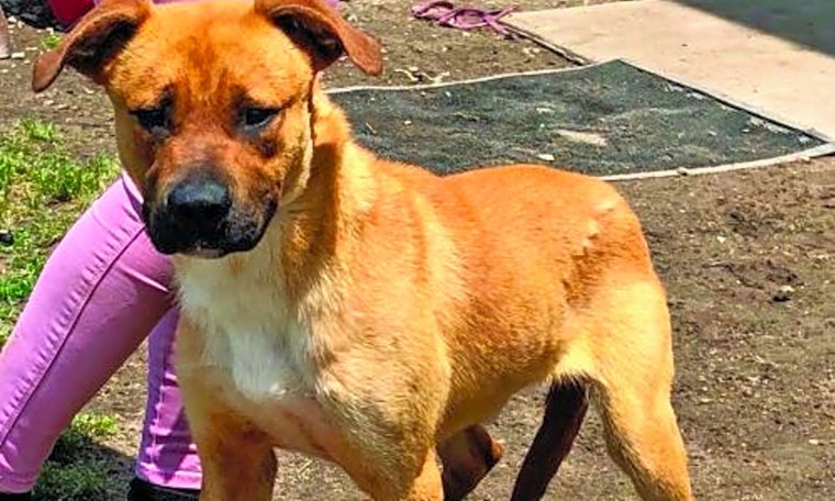 Looking to adopt a pet? Here are 7 delightful doggies to adopt now in Washington