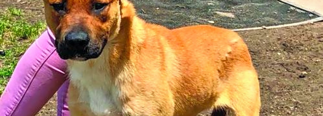 Looking to adopt a pet? Here are 7 delightful doggies to adopt now in Washington