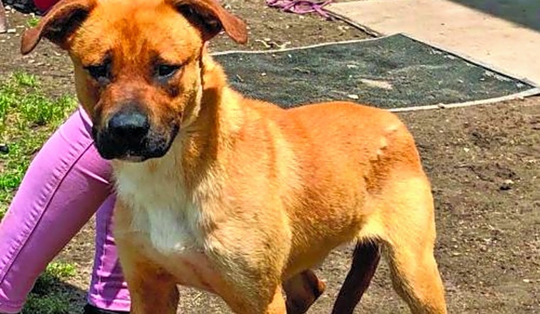 Looking to adopt a pet? Here are 7 delightful doggies to adopt now in Washington