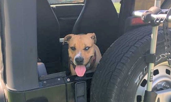 4 lovable pups to adopt now in St. Louis