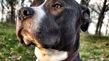 Looking to adopt a pet? Here are 3 cuddly canines to adopt now in Detroit