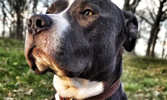 Looking to adopt a pet? Here are 3 cuddly canines to adopt now in Detroit