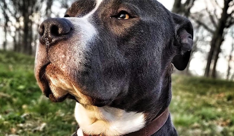 Looking to adopt a pet? Here are 3 cuddly canines to adopt now in Detroit